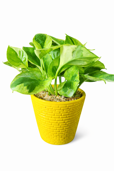 Golden Pothos Plant in Ceramic Pots