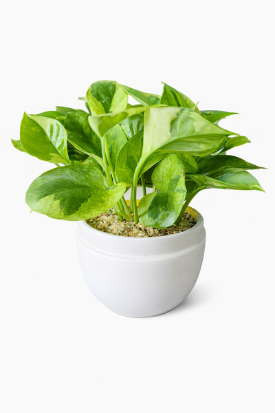 Golden Pothos Plant in Ceramic Pots