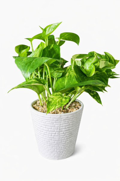 Golden Pothos Plant in Ceramic Pots