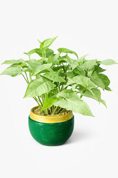 Syngonium White Plant in Ceramic Pots