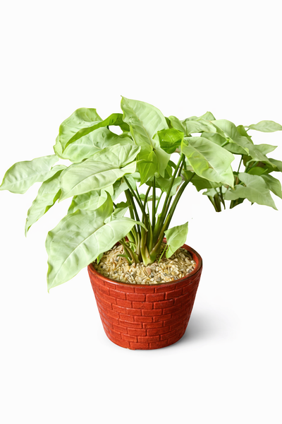 Syngonium White Plant in Ceramic Pots