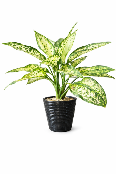 Aglaonema Snow White Plant in a Black Ceramic Pot