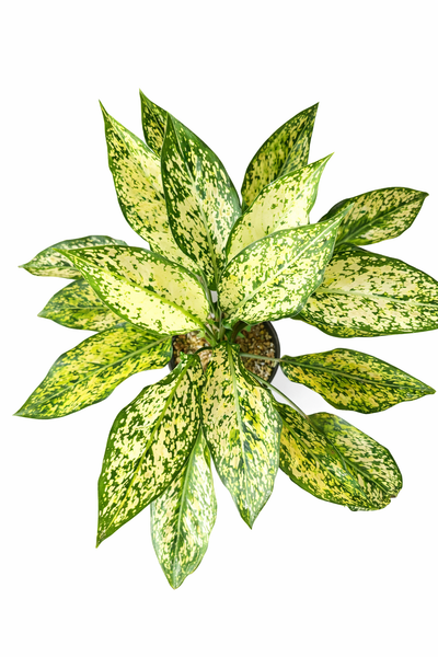 Aglaonema Snow White Plant in a Black Ceramic Pot