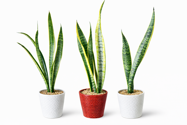 Sansevieria Laurentii Plant in Ceramic Pots