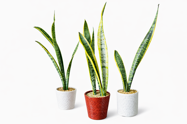 Sansevieria Laurentii Plant in Ceramic Pots