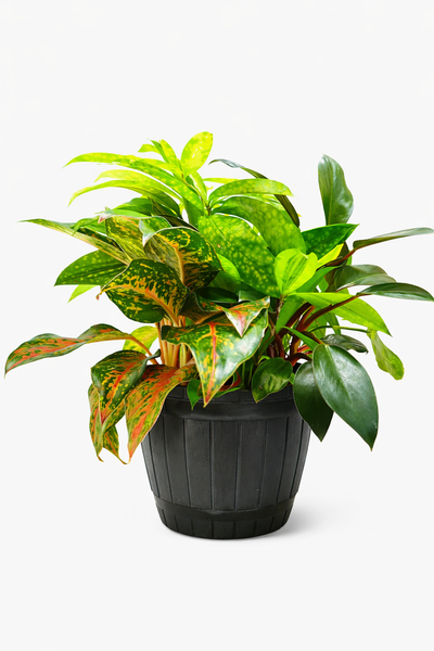 Indoor Plants Arrangement in a Plastic Pot