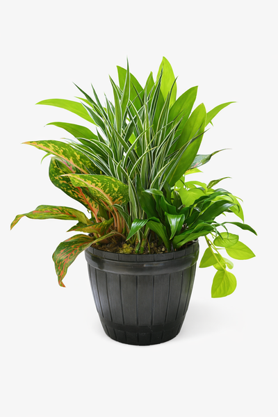 Indoor Plants Arrangement in a Plastic Pot