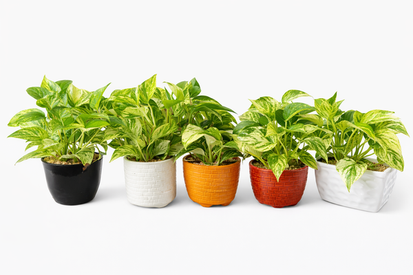 Marble Queen Pothos in Ceramic Pots