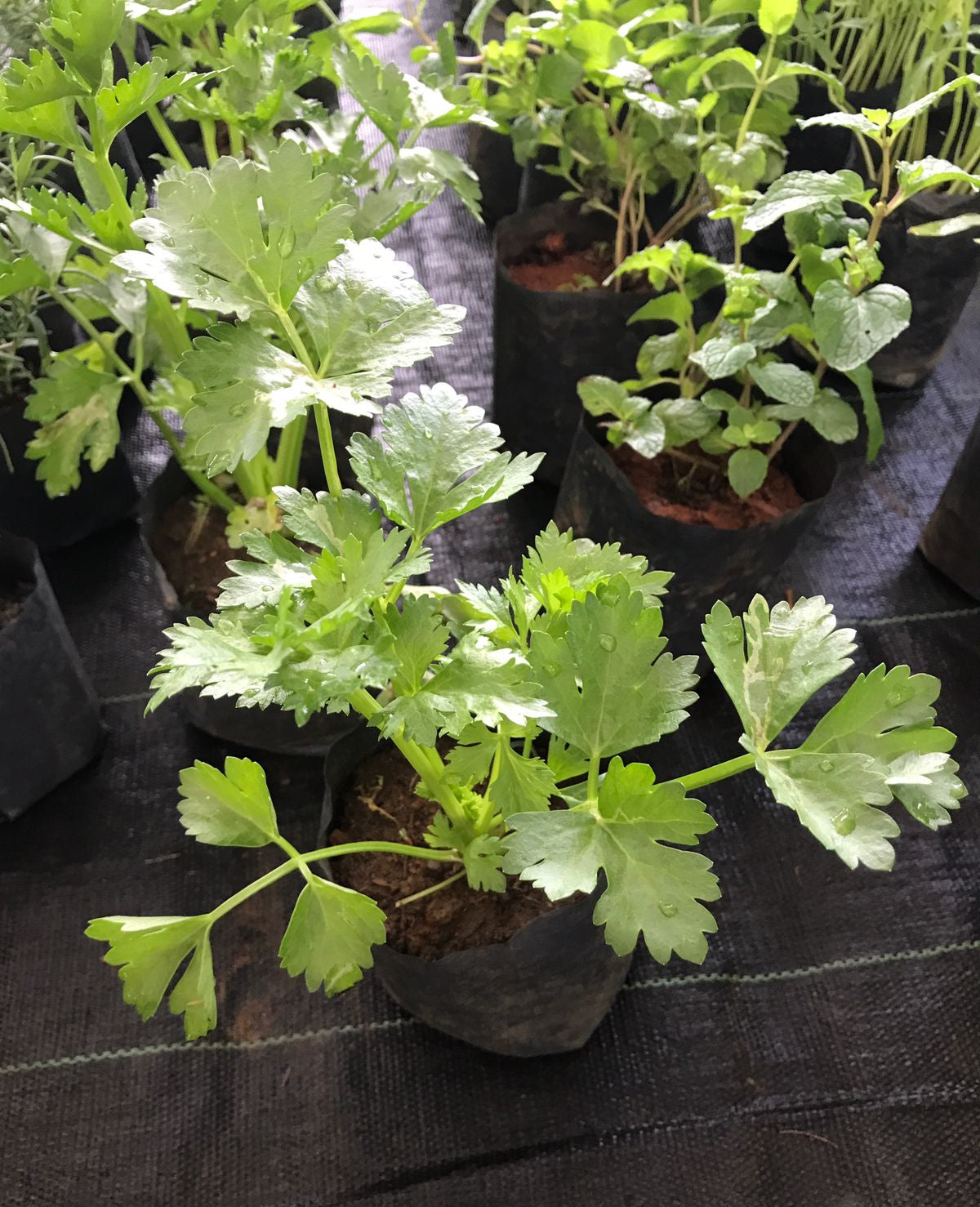 Coriander Plant in 6cm Poly Bag