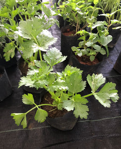Coriander Plant in 6cm Poly Bag