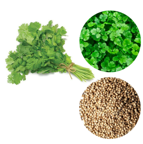 Coriander Plant in 6cm Poly Bag