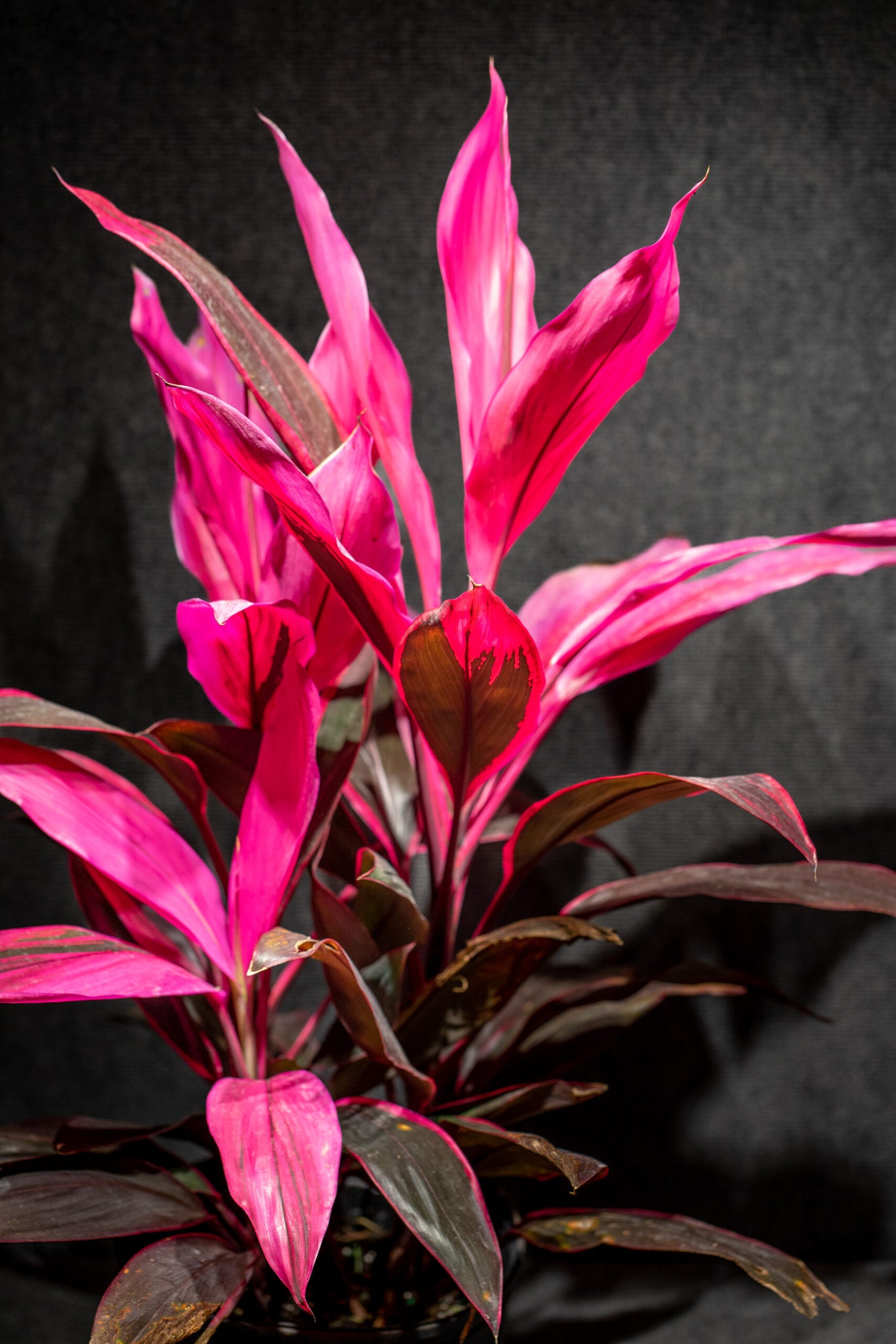 Cordyline Red Plant in Poly Bags : 36 to 40 (Plant Height)