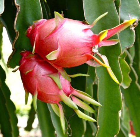 Dragon Fruit Plant in Plastic Pot
