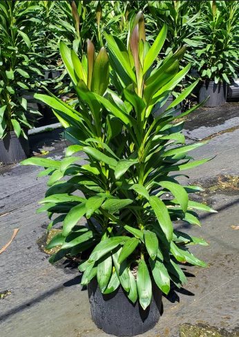 Cordyline Fruticosa Glauca Plant in Poly Bag