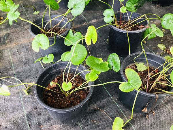 Gotukola Plants in Plastic Pot