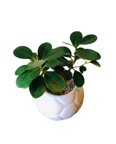 Green Emerald Ficus Plant in Ceramic Pot