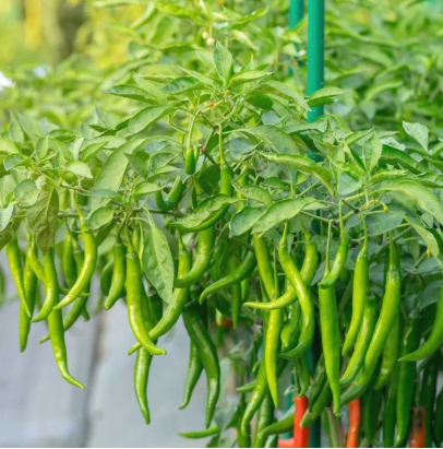 Green Chili Plants in Poly Bag
