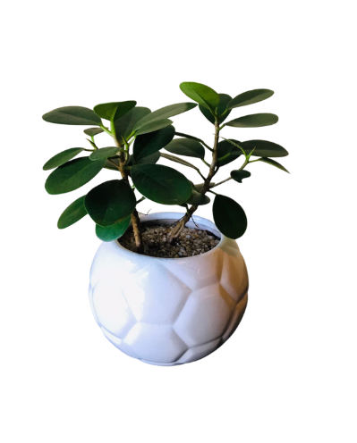 Green Emerald Ficus Plant in Ceramic Pot