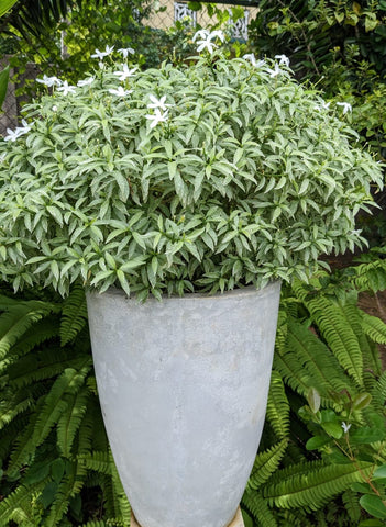 Evata Silver  plant in Titanium Finished cement Pot :2.5 Feet ( Display Height )