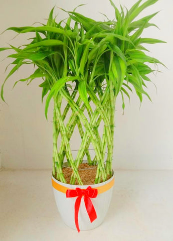 Lucky Bamboo Plant ( Christmas decoration)