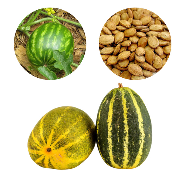 Cooking Melon (Kekiri)
