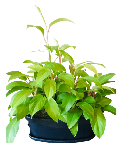 Philodendron Lemon Lime Plant in Black Plastic Oval Pot