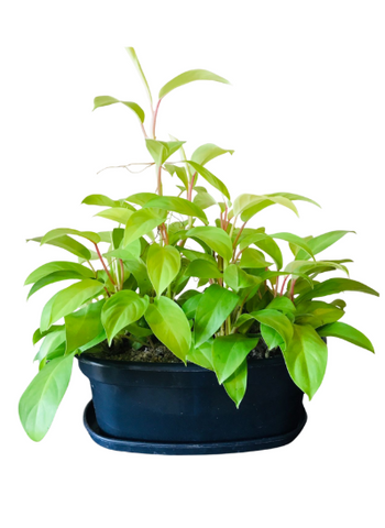 Philodendron Lemon Lime Plant in Black Plastic Oval Pot