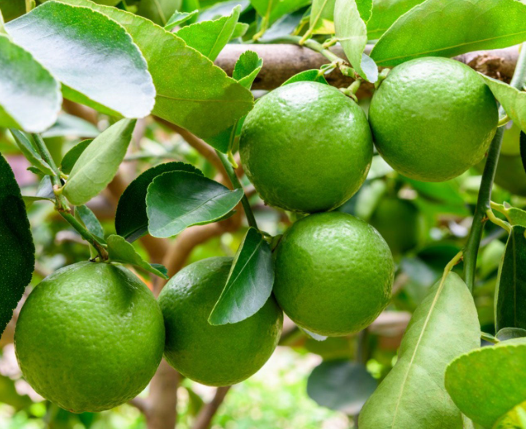 Lime Plant in Poly Bag