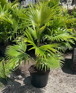 Livistona Chinensis Plant in Plastic Pot