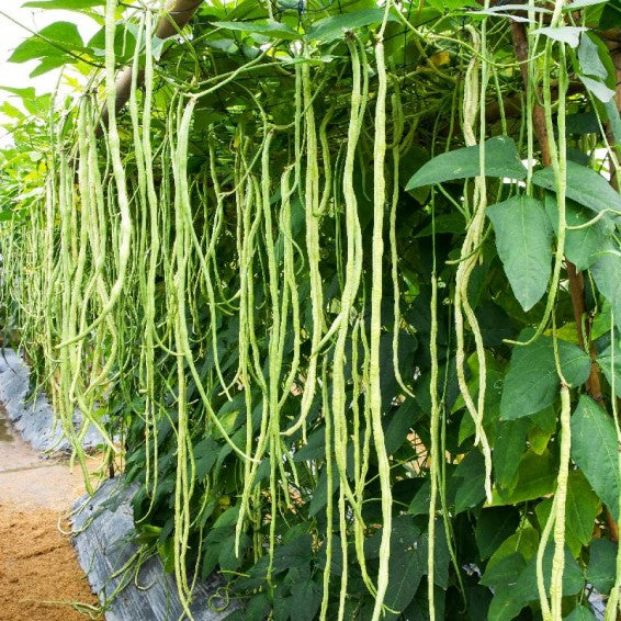 Yard Long Beans Black