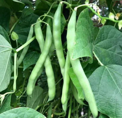 Long Beans Plant in Poly Bag