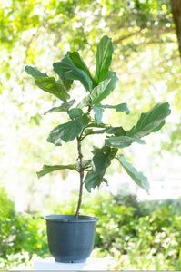 Ficus Lyrata Plant in a Plastic Pot