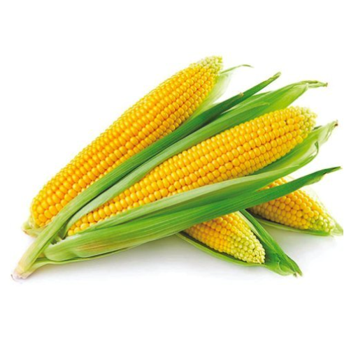 Hybrid Maize (F1)
