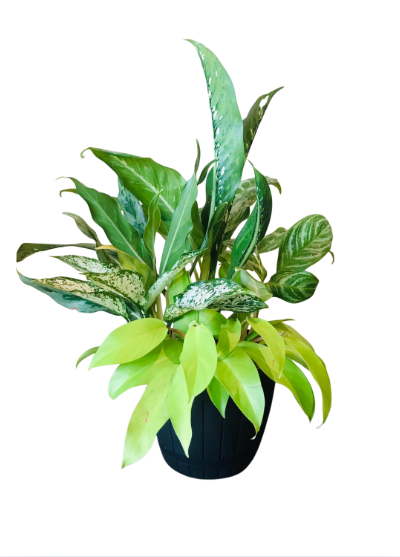 Mix Plants Arrangements in Plastic Pot