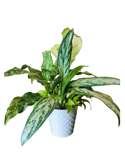 Mix Plants Arrangements in Plastic Pot