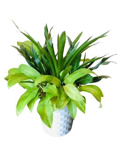 Mix Plants Arrangements in Plastic Pot