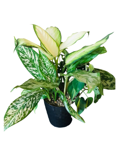 Mix Plants Arrangements in Plastic Pot