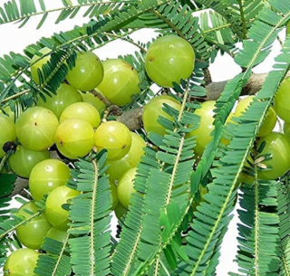 Nelli (Budded) Plant in Poly Bag – Plants & Plants Supercentre
