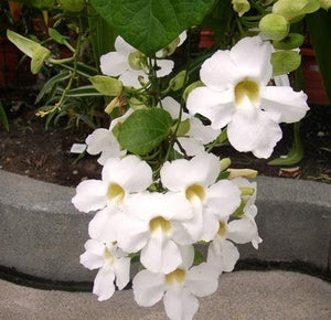 Thunbergia Vine (white flower) Plant in Poly Bag : 2 to 3 Feet (Plant Height)