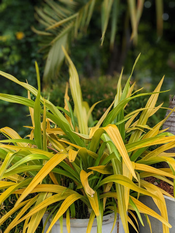 Golden Crinum Plant in Titanium Finished Cement Pot