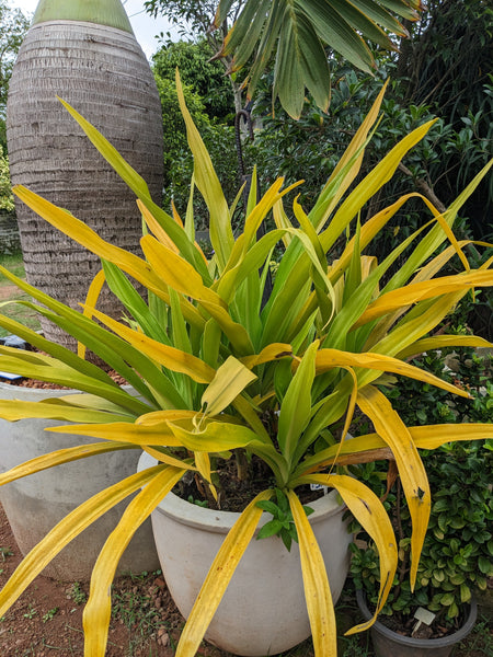 Golden Crinum Plant in Titanium Finished Cement Pot: 4 Feet (Display Height)