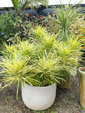Osmoxylon Yellow Plant in Titanium Finished Cement Pot: 3.5 Feet ( Display Height)