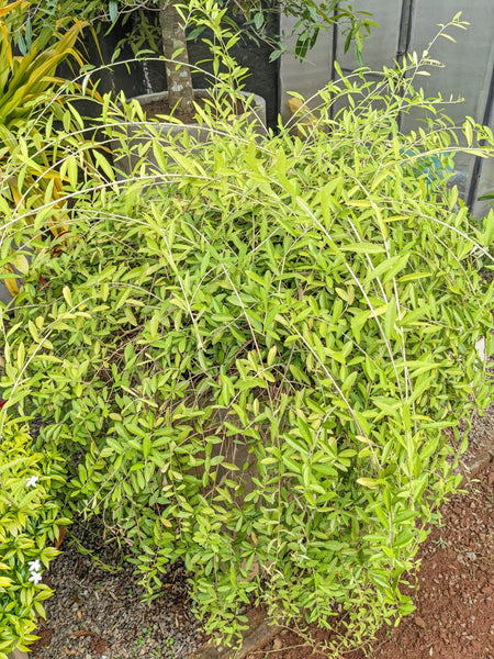 Curtain Creeper (Vernonia Elaeagnifolia ) Plant in Titanium Finished Cement pot: 3 Feet ( Bush spread)