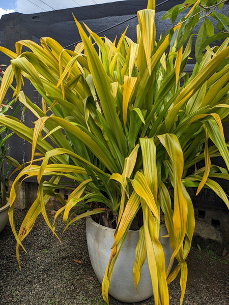 Golden Crinum Plant in Titanium Finished cement Pot: 5.5 feet ( Display height )