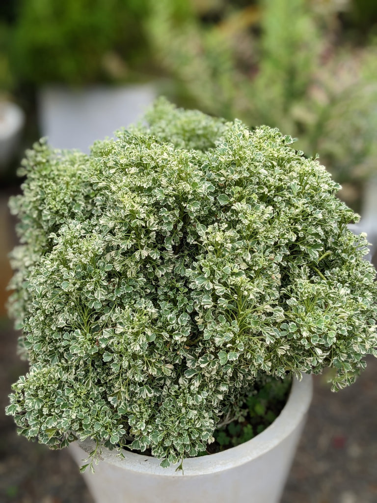 finished pot plant Polyscias Plant in Titanium Finished Cement Pot – Plants & Plants Supercentre