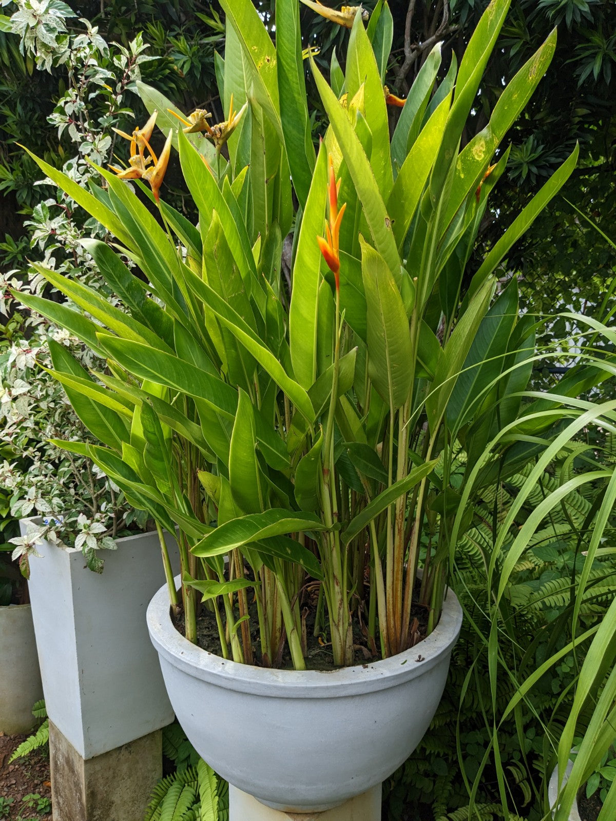 heliconia plant in pot Heliconia Variegated Plant in Titanium Finished Cement Pot – Plants & Plants Supercentre