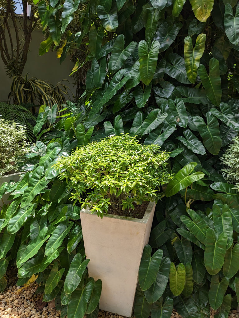 finished pot plant Evata Green Plant in Titanium Finished Cement Pot – Plants & Plants Supercentre