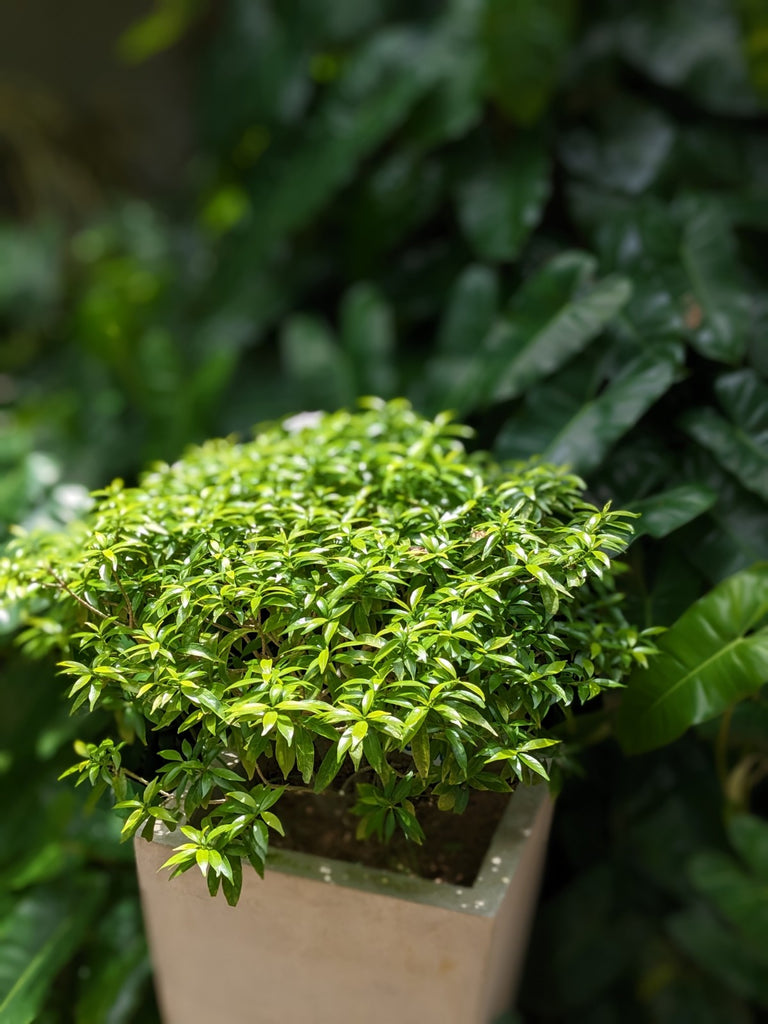 finished pot plant Evata Green Plant in Titanium Finished Cement Pot – Plants & Plants Supercentre