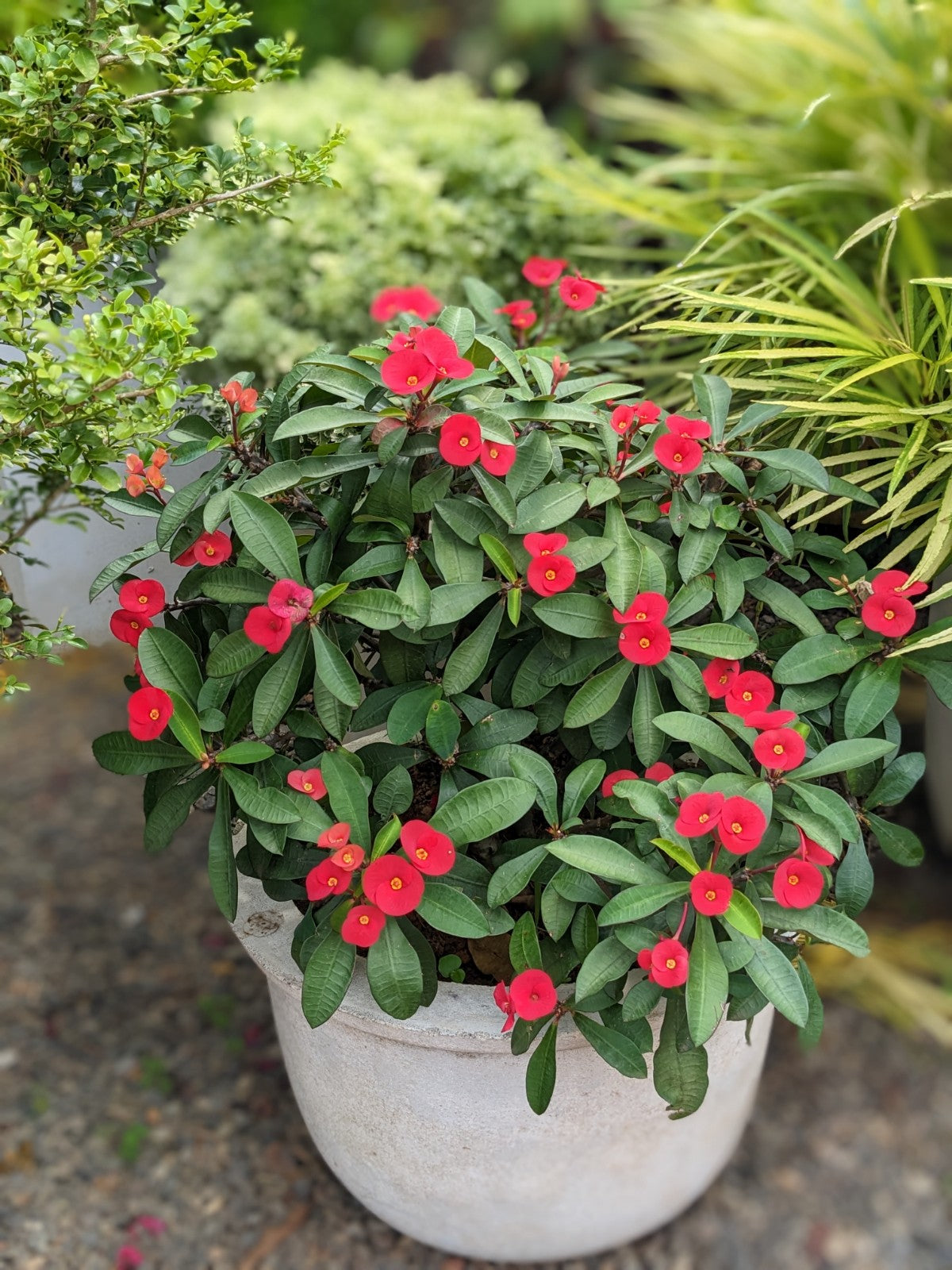euphorbia potted plant Euphorbia Milii (Popi) Plant in Titanium Finish Cement Pot – Plants & Plants Supercentre