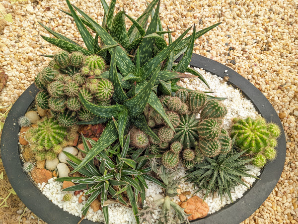 Cactus Plants in a Decorative Pot